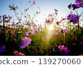 A field of cosmos flowers bathed in the morning sun: a scene of autumn flowers and soft light. 139270060