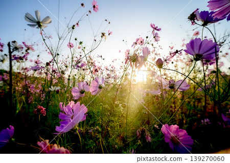 A field of cosmos flowers bathed in the morning sun: a scene of autumn flowers and soft light. A field of cosmos flowers bathed in the morning sun: a scene of autumn flowers and soft light. 139270060