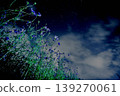 A fantastical night view of starry skies and cosmos flowers. A fantasy landscape of flowers and the night sky. 139270061