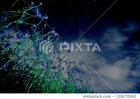 A fantastical night view of starry skies and cosmos flowers. A fantasy landscape of flowers and the night sky. 139270061