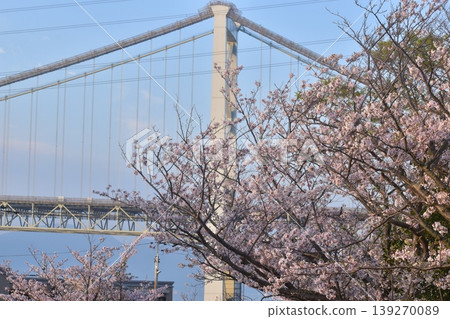 Yamaguchi, Tulips, Hinoyama Park, Turkish Tulip Garden, Hinoyama Park Turkish Tulip Garden, Cherry Blossoms 139270089