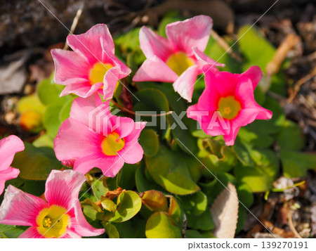 風景與酢漿草 (Oxalis) 風景與酢漿草 (Oxalis) 139270191