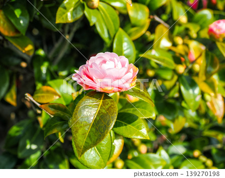 風景與雙花山茶花 139270198