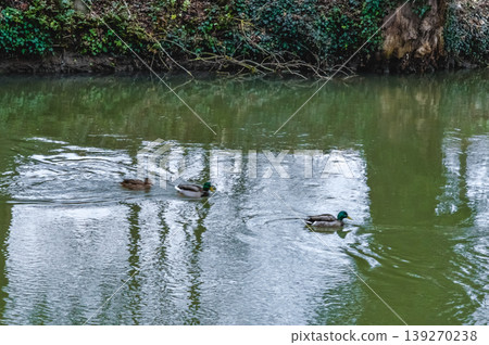 Ducks swimming in river Oxford England nature. Ducks swimming in river Oxford England nature. 139270238