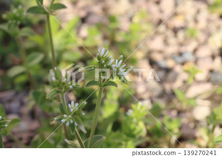 春天，路邊盛開著荷蘭繁縷的小白花。 139270241