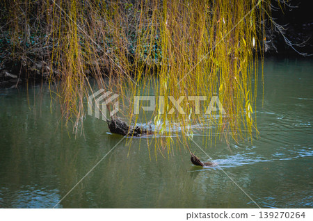 Willow branches over river Oxford England United Kingdom. Willow branches over river Oxford England United Kingdom. 139270264