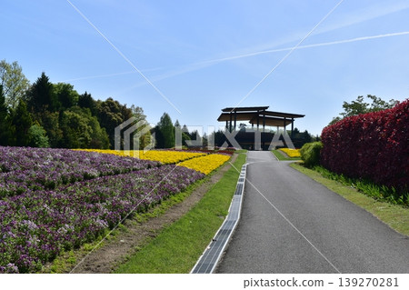 Poppy Hiroshima Bihoku Hillside Park National Bihoku Hillside Park Poppy Hiroshima Bihoku Hillside Park National Bihoku Hillside Park 139270281