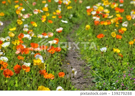 Poppy Hiroshima Bihoku Hillside Park National Bihoku Hillside Park Poppy Hiroshima Bihoku Hillside Park National Bihoku Hillside Park 139270288