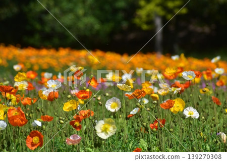 Poppy Hiroshima Bihoku Hillside Park National Bihoku Hillside Park Poppy Hiroshima Bihoku Hillside Park National Bihoku Hillside Park 139270308