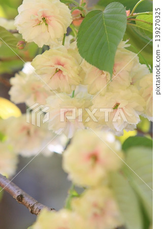 Sumaura Fugenzo - A cherry tree with green flowers. 139270325