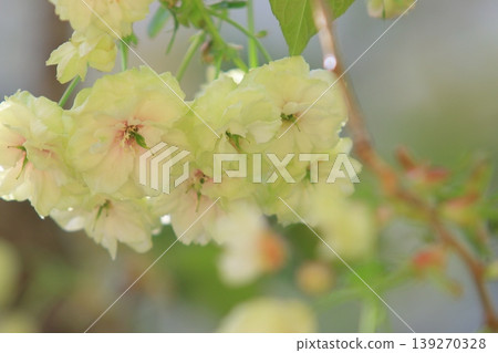 須茂浦富根藏－一棵開著綠色花朵的櫻花樹。 139270328