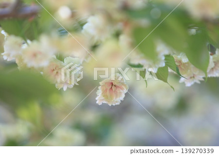 Sumaura Fugenzo - A cherry tree with green flowers. 139270339