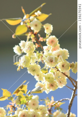 Sumaura Fugenzo - A cherry tree with green flowers. 139270341