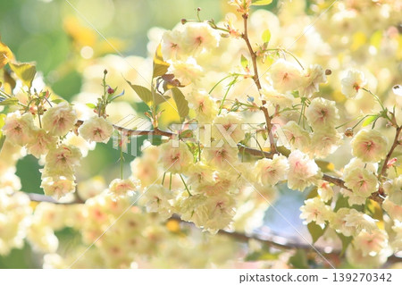 Sumaura Fugenzo - A cherry tree with green flowers. 139270342