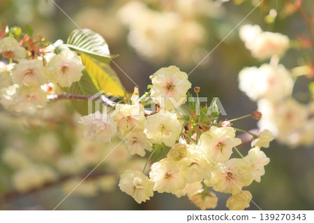 Sumaura Fugenzo - A cherry tree with green flowers. Sumaura Fugenzo - A cherry tree with green flowers. 139270343