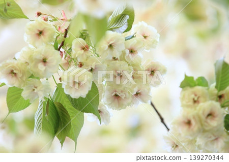 須茂浦富根藏－一棵開著綠色花朵的櫻花樹。 139270344