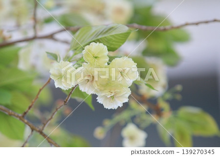 須茂浦富根藏－一棵開著綠色花朵的櫻花樹。 139270345