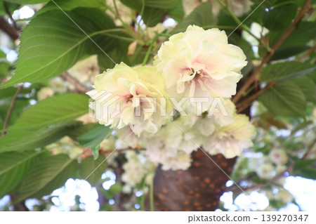須茂浦富根藏-一棵開著綠色花朵的櫻花樹。 須茂浦富根藏-一棵開著綠色花朵的櫻花樹。 139270347