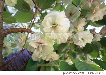 Sumaura Fugenzo - A cherry tree with green flowers. 139270348