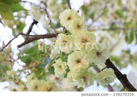 Sumaura Fugenzo - A cherry tree with green flowers. 139270350