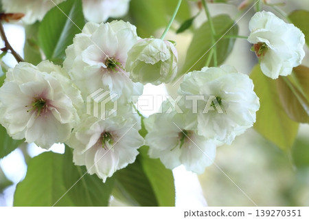 Sumaura Fugenzo - A cherry tree with green flowers. 139270351