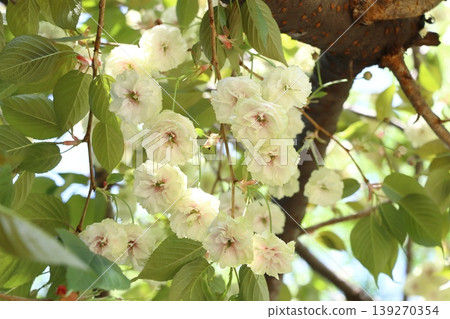 Sumaura Fugenzo - A cherry tree with green flowers. 139270354