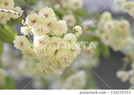 須茂浦富根藏－一棵開著綠色花朵的櫻花樹。 139270355
