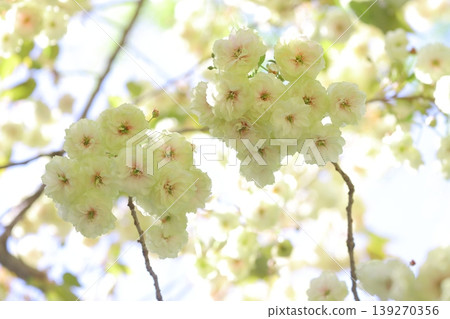 須茂浦富根藏－一棵開著綠色花朵的櫻花樹。 139270356