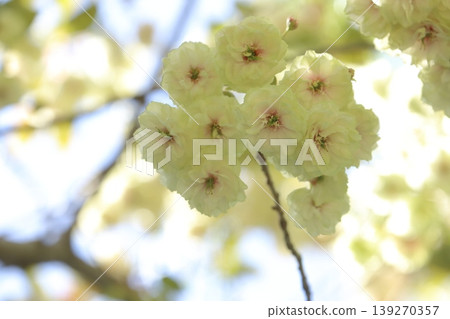 須茂浦富根藏－一棵開著綠色花朵的櫻花樹。 139270357