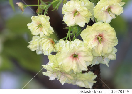 Sumaura Fugenzo - A cherry tree with green flowers. 139270359