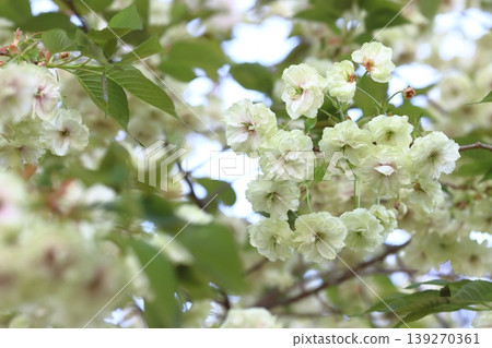 Sumaura Fugenzo - A cherry tree with green flowers. Sumaura Fugenzo - A cherry tree with green flowers. 139270361