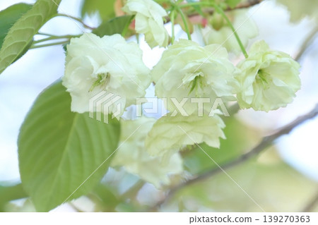 須茂浦富根藏-一棵開著綠色花朵的櫻花樹。 須茂浦富根藏-一棵開著綠色花朵的櫻花樹。 139270363