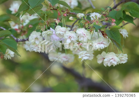 Sumaura Fugenzo - A cherry tree with green flowers. Sumaura Fugenzo - A cherry tree with green flowers. 139270365