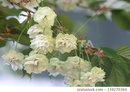 Sumaura Fugenzo - A cherry tree with green flowers. 139270368