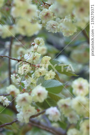 Sumaura Fugenzo - A cherry tree with green flowers. 139270371