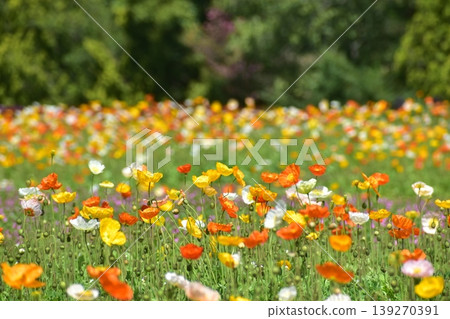 Poppy Hiroshima Bihoku Hillside Park National Bihoku Hillside Park Poppy Hiroshima Bihoku Hillside Park National Bihoku Hillside Park 139270391