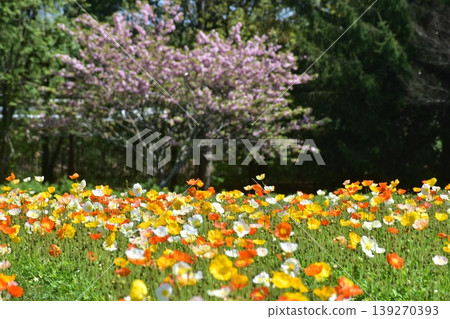 Poppy Hiroshima Bihoku Hillside Park National Bihoku Hillside Park Poppy Hiroshima Bihoku Hillside Park National Bihoku Hillside Park 139270393