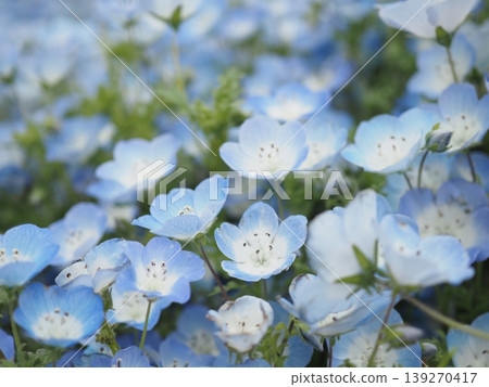 Nemophila of Hitachi Seaside Park Nemophila of Hitachi Seaside Park 139270417
