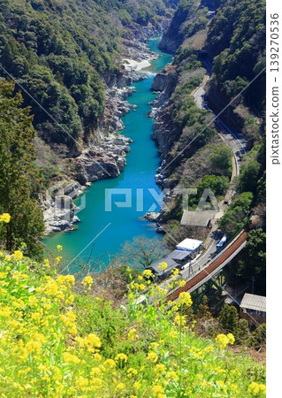 [Tokushima Prefecture] Koboke Gorge and rapeseed blossoms on a sunny day (Shirakawa Bridge) 139270536
