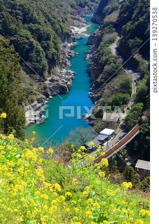 [Tokushima Prefecture] Koboke Gorge and rapeseed blossoms on a sunny day (Shirakawa Bridge) 139270538