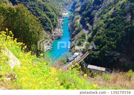 [Tokushima Prefecture] Koboke Gorge and rapeseed blossoms on a sunny day (Shirakawa Bridge) 139270556