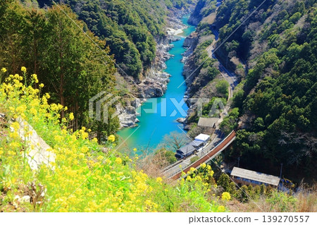 【德島縣】晴天下的白川橋和小伏川峽谷油菜花 【德島縣】晴天下的白川橋和小伏川峽谷油菜花 139270557