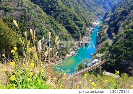 【德島縣】晴天下的白川橋和小伏川峽谷油菜花 139270561