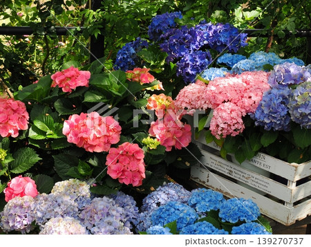 A garden lined with hydrangeas of various colors. A garden lined with hydrangeas of various colors. 139270737