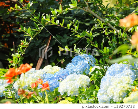 A garden overflowing with blue and white hydrangeas. A garden overflowing with blue and white hydrangeas. 139270738