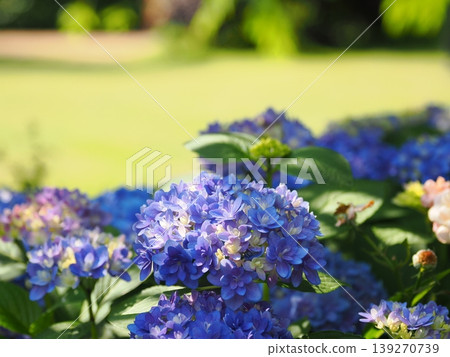 Hydrangea flower quince tinged with blue-purple Hydrangea flower quince tinged with blue-purple 139270739