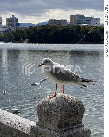 A black-headed gull standing by the water's edge, against the backdrop of the city. 139270792