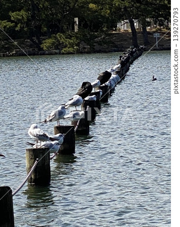 Seagulls lined up on a stake in the water. 139270793
