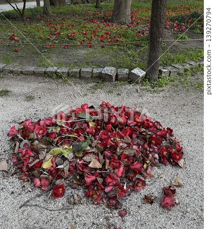 Sweeping up scattered camellia blossoms 139270794