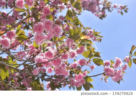Double cherry blossoms, Hiroshima, Bihoku Hills Park, National Bihoku Hills Park Double cherry blossoms, Hiroshima, Bihoku Hills Park, National Bihoku Hills Park 139270828